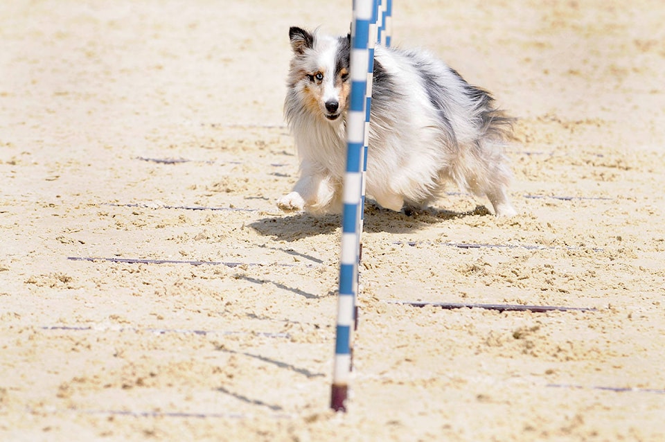 web1_170609-LAT-dog-agility8