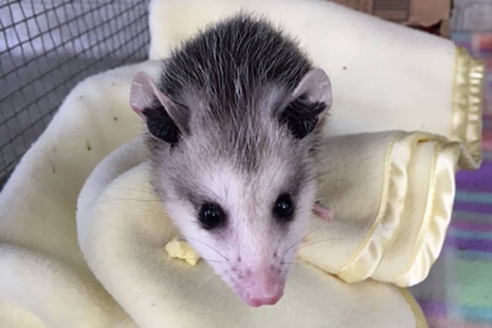 7716133_web1_170719-ABB-Baby-opossum_2