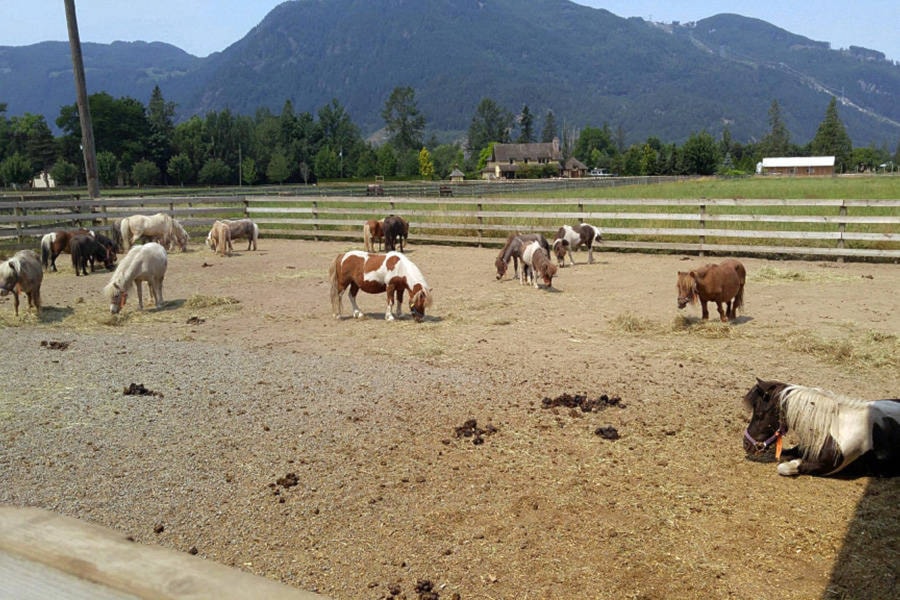 7843809_web1_170720-AHO-evacuated-horses_2