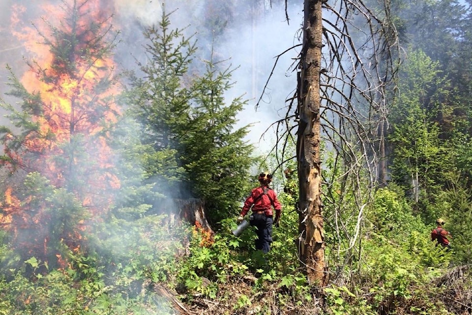 web1_170703-BPD-M-Tete-Jaune-Cache-bc-wildlfire