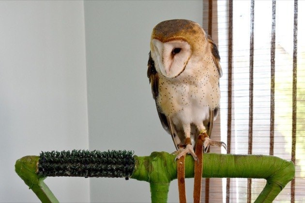 22650northdeltareporter170504-NDR-OrphanWildlifePreview_2