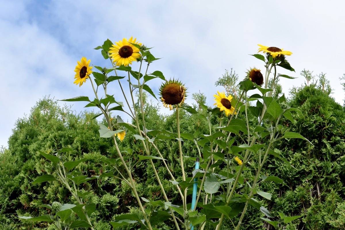 8255747_web1_170825-NDR-M-Bozic-Sunflower-2