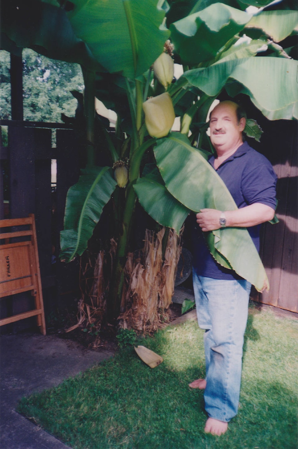 8394045_web1_copy_170907-NDR-Nick-Parker-North-Delta-banana-tree-1999