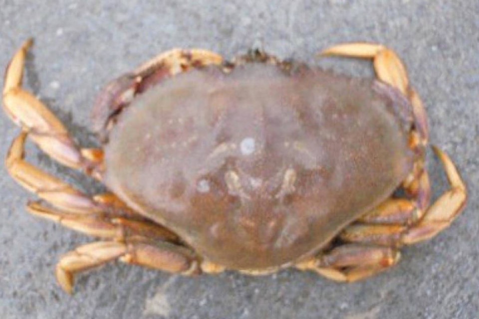 8487409_web1_170914-SNW-M-36353surreydungenesscrab