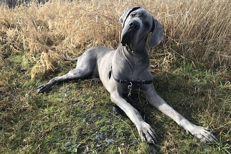 10430948_web1_180119-SUL-EclipseDog