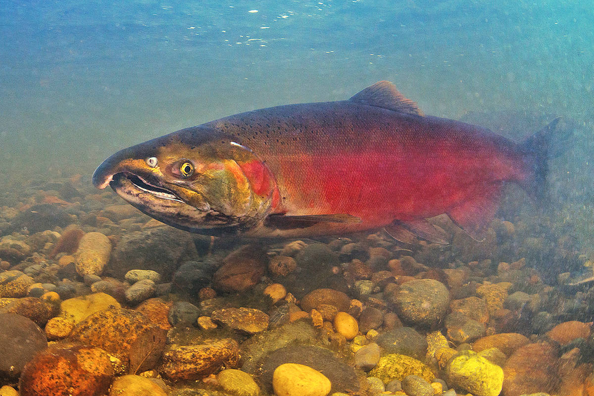 10473046_web1_copy_180203-LAT-Urban-salmon
