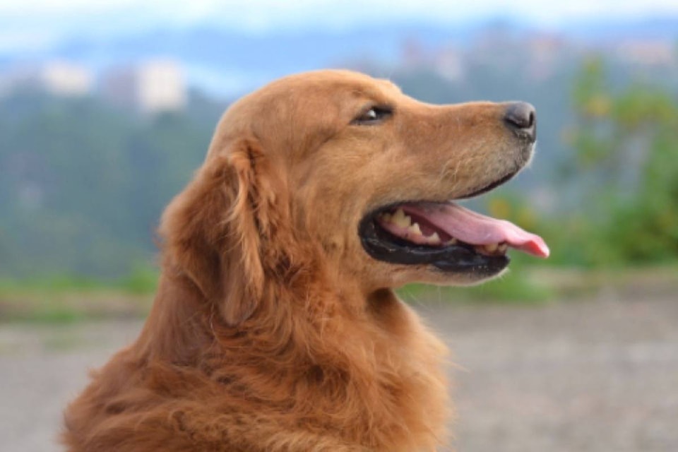 10665888_web1_180217-BPD-M-Dog-golden-retriever