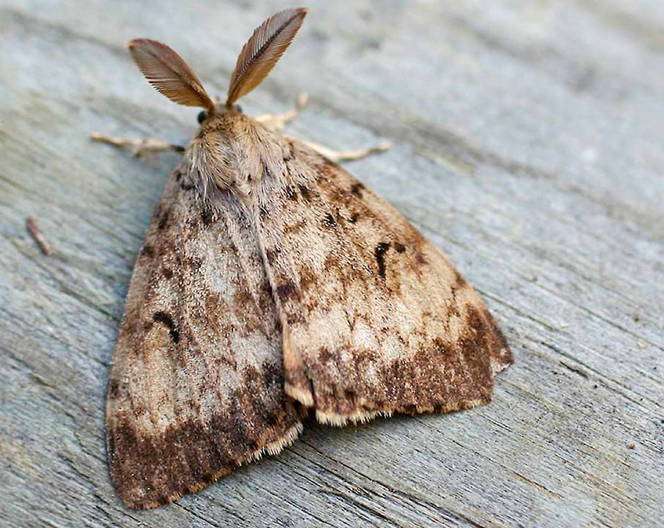 16471713_web1_adult_male_gypsy_moth