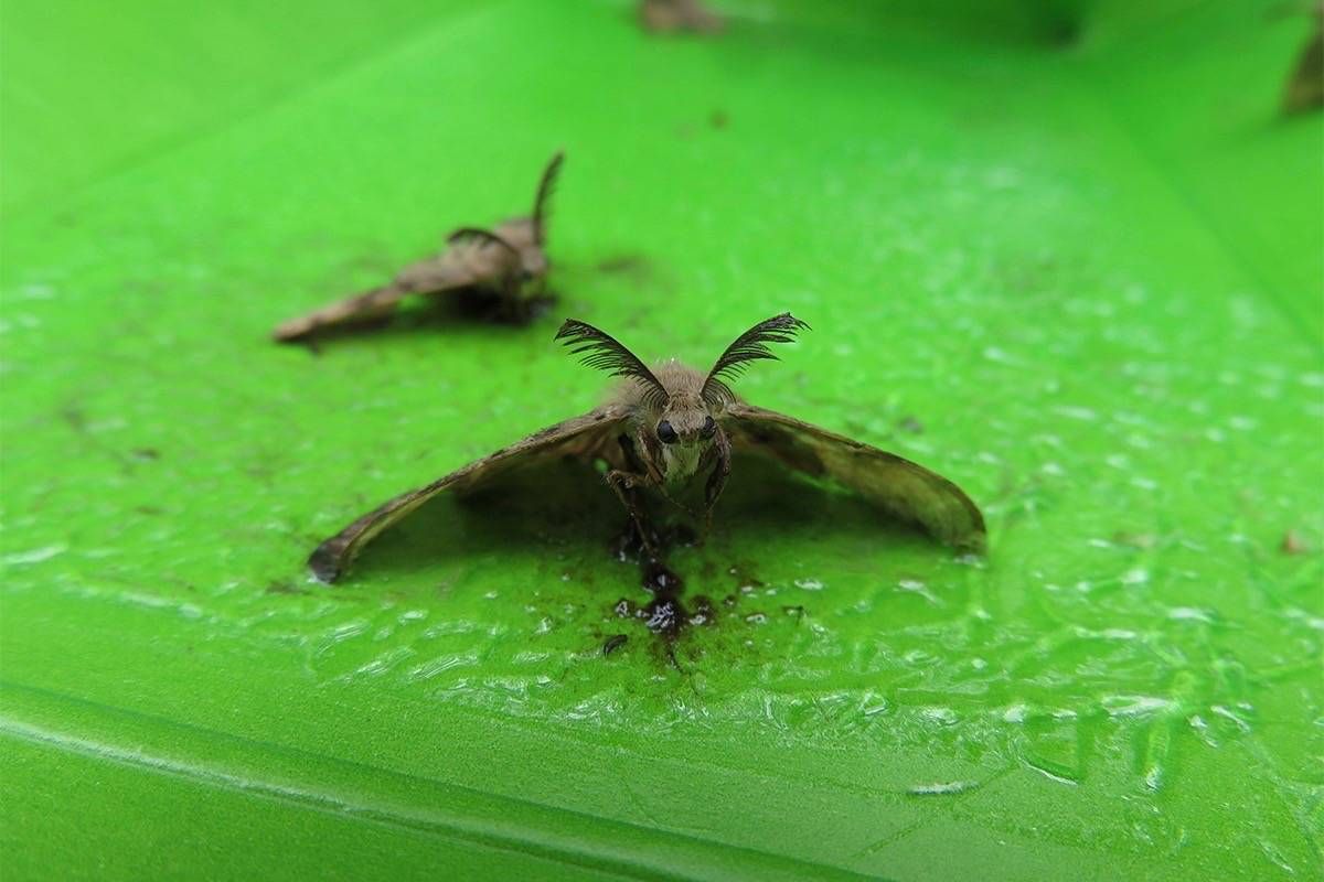 https://www.bpmcdn.com/f/files/northdelta/import/2019-05/16643658_web1_190501-SNW-M-Gypsy-moth.jpg