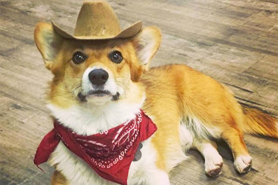 Corgi cowboy hat outlet