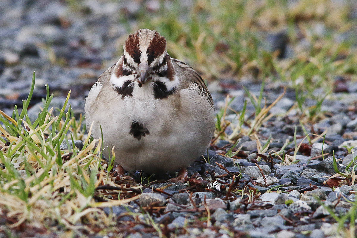 17667822_web1_copy_Birdcount2-LarkSparrow-Rick-Avis2-30jan19