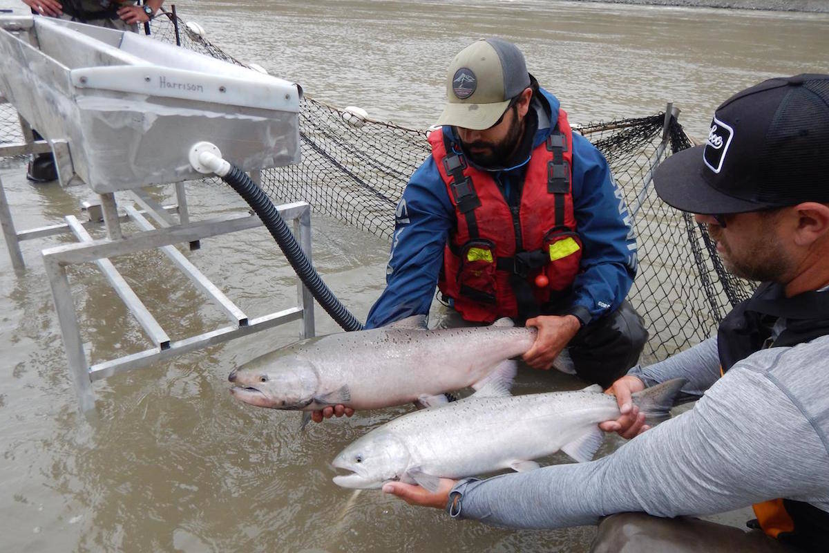 17803981_web1_big-bar-chinook-radio-tagging