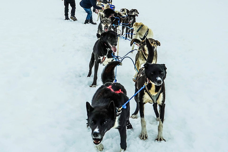 19417145_web1_sled-dogs