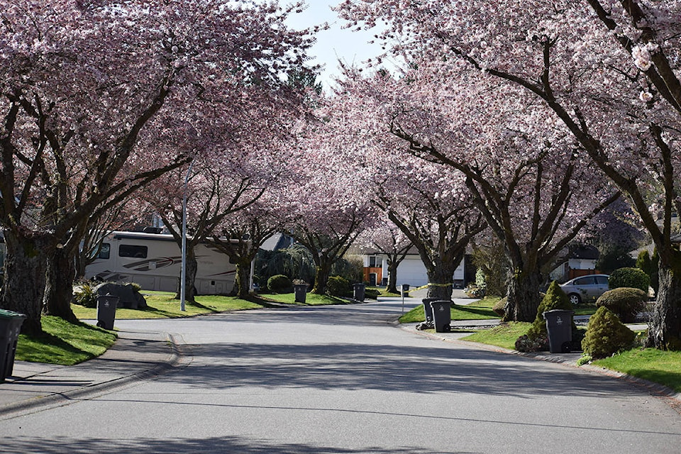 Cherry blossoms line an empty street in South Surrey. (Aaron Hinks photos)
