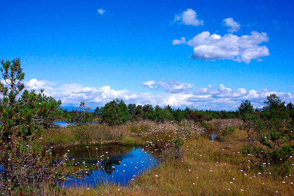 Burns Bog is the largest raised peat bog and the largest undeveloped urban land mass on the west coast of the Americas. (Black Press Media file photo)