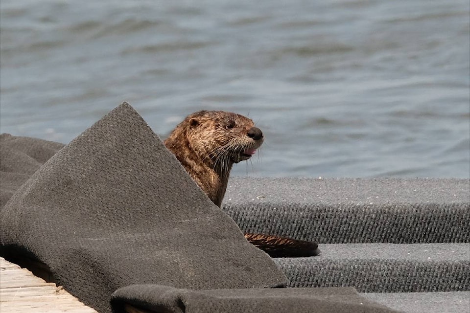 A river otter plays on a floating wharf at Crescent Beach Thursday (June 25). The “adorable” antics were captured by Langley resident Michele Broadfoot, who was visiting the area with her dad. (Michele Broadfoot photo)