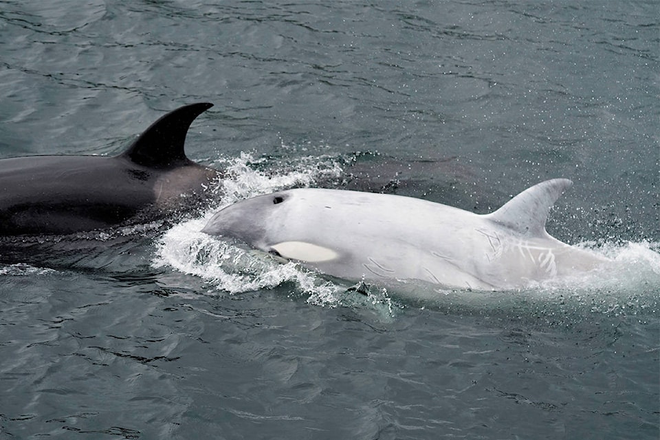 22427481_web1_200814-VNE-Tl-uk-Orca-Alaska_1