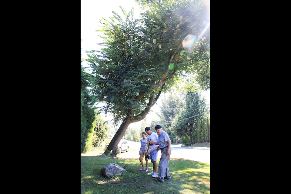 Roger Bose (right), Mikey Boylan, and Boylan’s daughter inspect a marker stone that used to hold a commemorative plaque on it for the heritage Scotch elm seen behind them. (Photo: Malin Jordan)