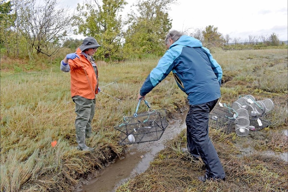 Lori Schlechtleitner waits as Dave Shorter places a Fukui trap in one of the Blackie Spit salt march channels on Sept. 25. The effort is part of an ongoing project to prevent devastation caused by Invasive European Green Crabs, which have been found in the area as recently as mid-September. (Tracy Holmes photo)