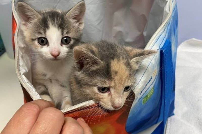 23697455_web1_Kittens_found_in_freezer_bag