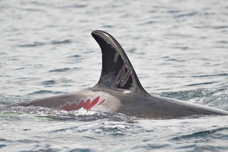 23920491_web1_copy_210121-PRU-Marine-Mammal-Desk-whale_1