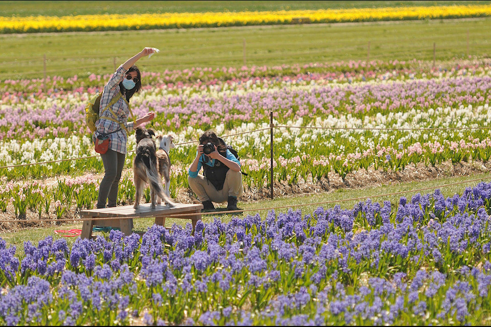 Kelly Ng (left) tries to get the attention of Podzol and Aquila as twin sister, Pauline Ng, snaps a photo of the two dogs by a field of hyacinths at the Chilliwack Tulips attraction on April 13. (Jenna Hauck/ Chilliwack Progress)