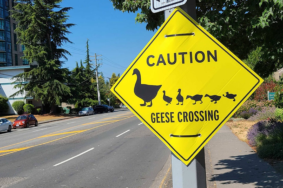 Large ‘Caution – Geese Crossing’ signs that were recently posted near Southmere Village Park were not authorized nor installed by the City of Surrey, and are to be removed soon. (Nick Greenizan photo)