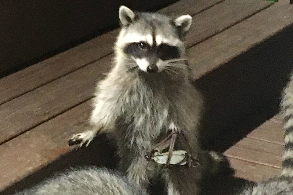 A White Rock resident is raising his frustrations after spotting a raccoon dragging a leg-hold trap this week near Marine Drive. (Frank Groff photo)