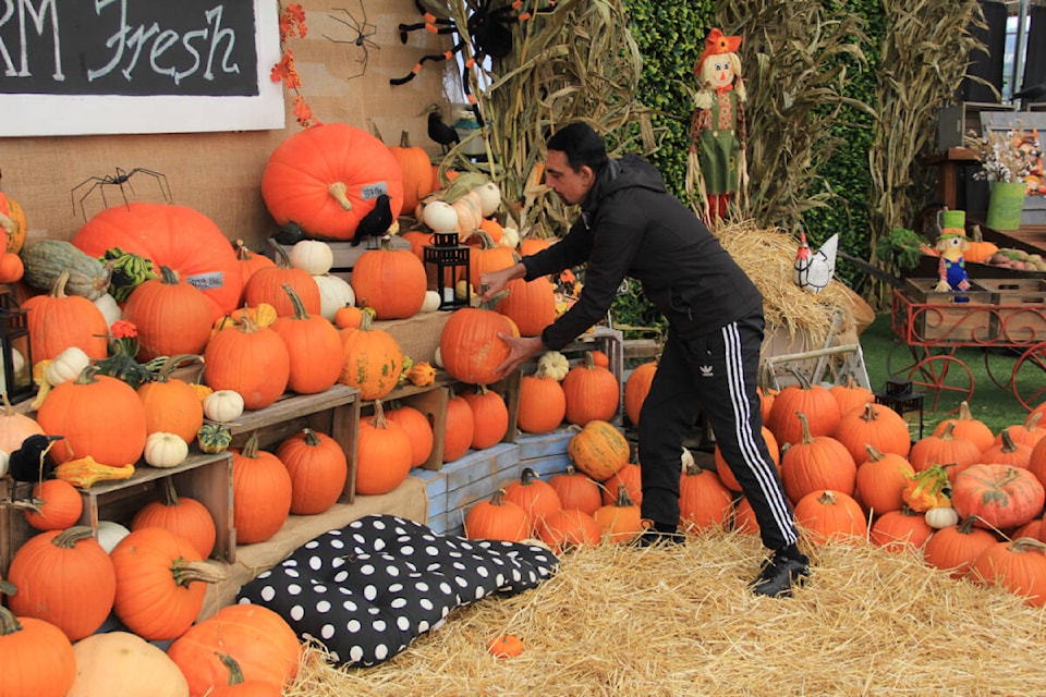 Kuldip Rai arranges a pumpkin in a new Thanksgiving-themed picture area at the Cloverdale Country Market. The market is encouraging people to come down, snap some pics, and share them on social media. (Photo: Malin Jordan)
