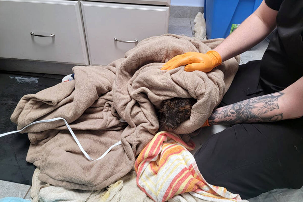 Critter Care was notified about the injured beaver at 4:45 p.m. on Feb. 9. The society dispatched a rescue team immediately and spent more than four hours on site. The beaver died on the morning of Feb. 11 as the fuel had ingested into her skin. (Special to Langley Advance Times)