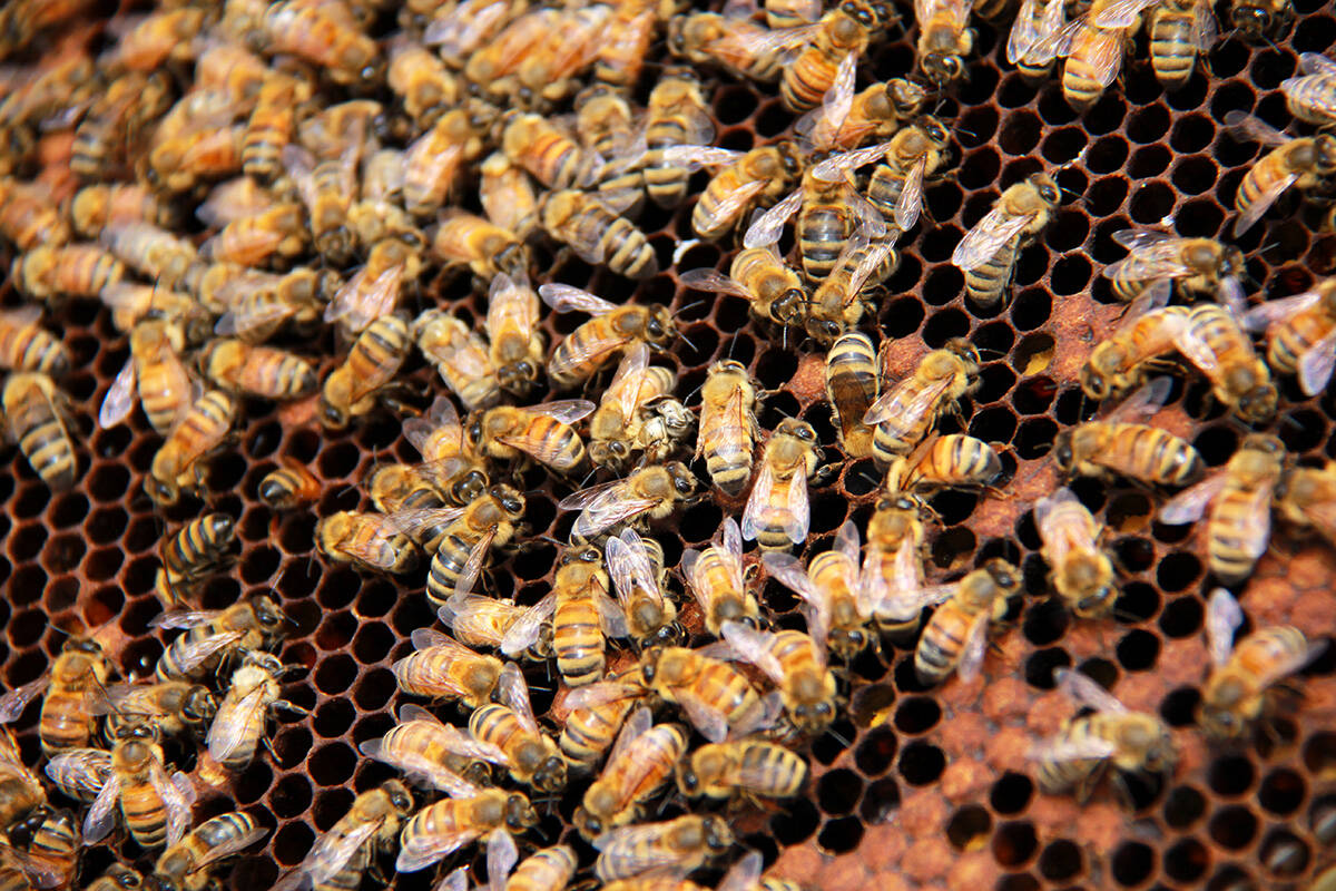 Hundreds of honey bees roam about thousands of cells as they go about their daily duties. (Jane Skrypnek/Black Press Media)