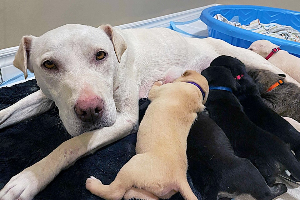 Dallas, a four-year-old pit bull cross, was found at an Agassiz property, looking after a litter of nine two-week-old puppies. She and her puppies are now at a foster home. (Contributed Photo/BC SPCA)
