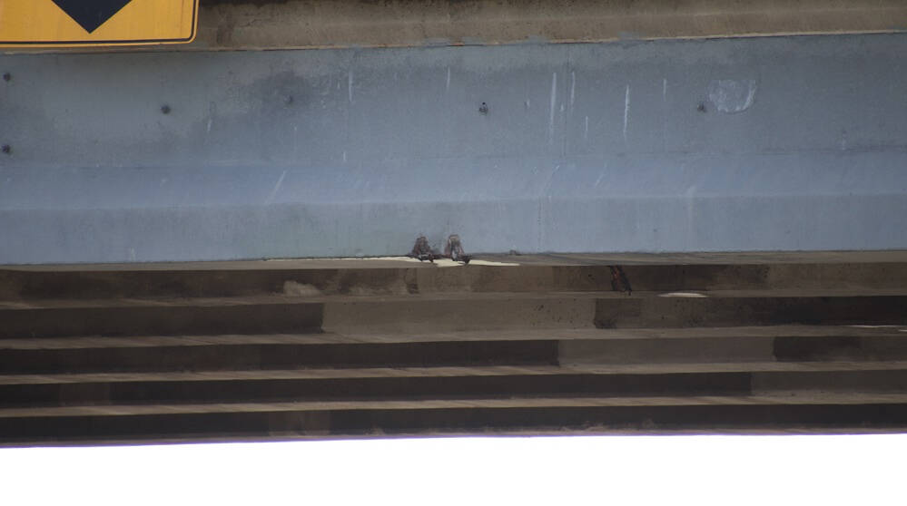 Damage to the overpass appears to be minimal. (Shane MacKichan photo)