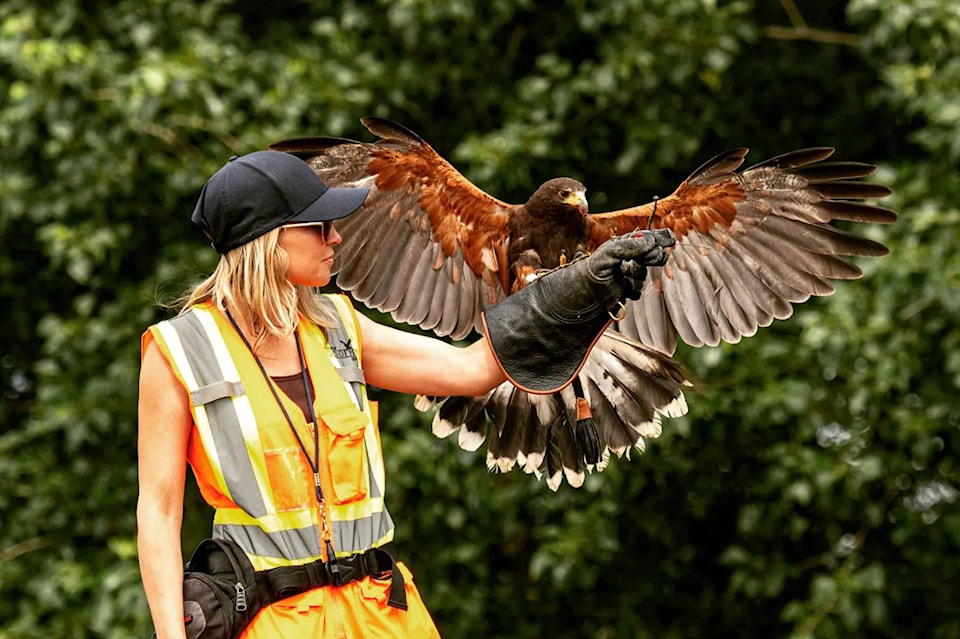 30233346_web1_220831-SAA-Mandy-McDiarmid-raptors_1