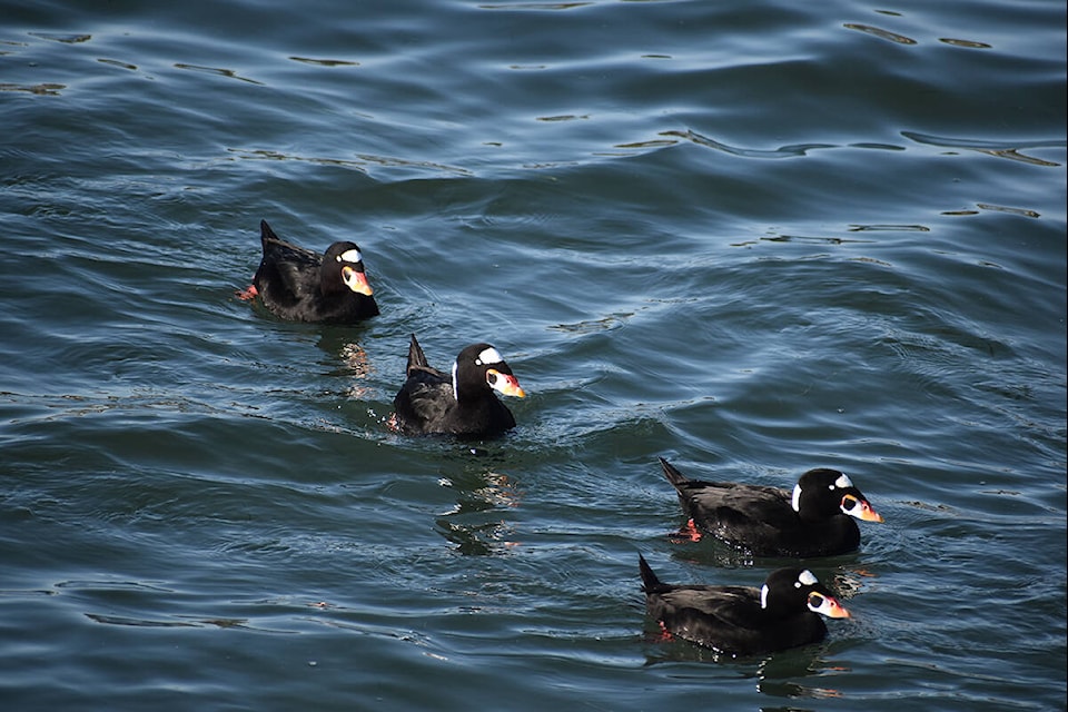 Male Scoters pictured swimming in the Semiahmoo Bay. The white patches on the birds’ foreheads indicate their age; the bigger the patch is, the older the bird is. (Sobia Moman photo)