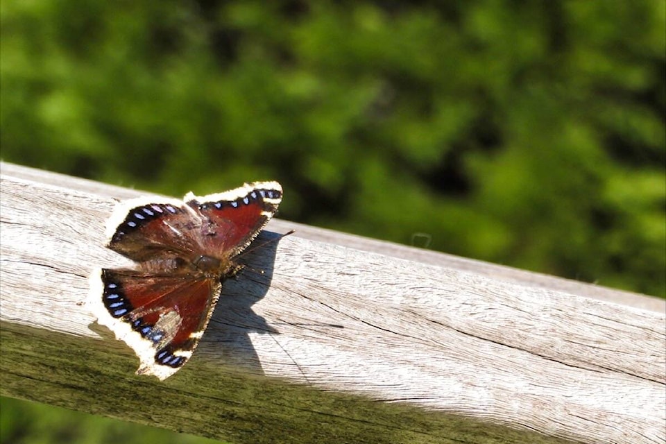 “To Fly Again Soon” by Gina Liu, Grand Prize winner in the City of Delta’s 14th annual Earth Day Photo Contest. (City of Delta photo)