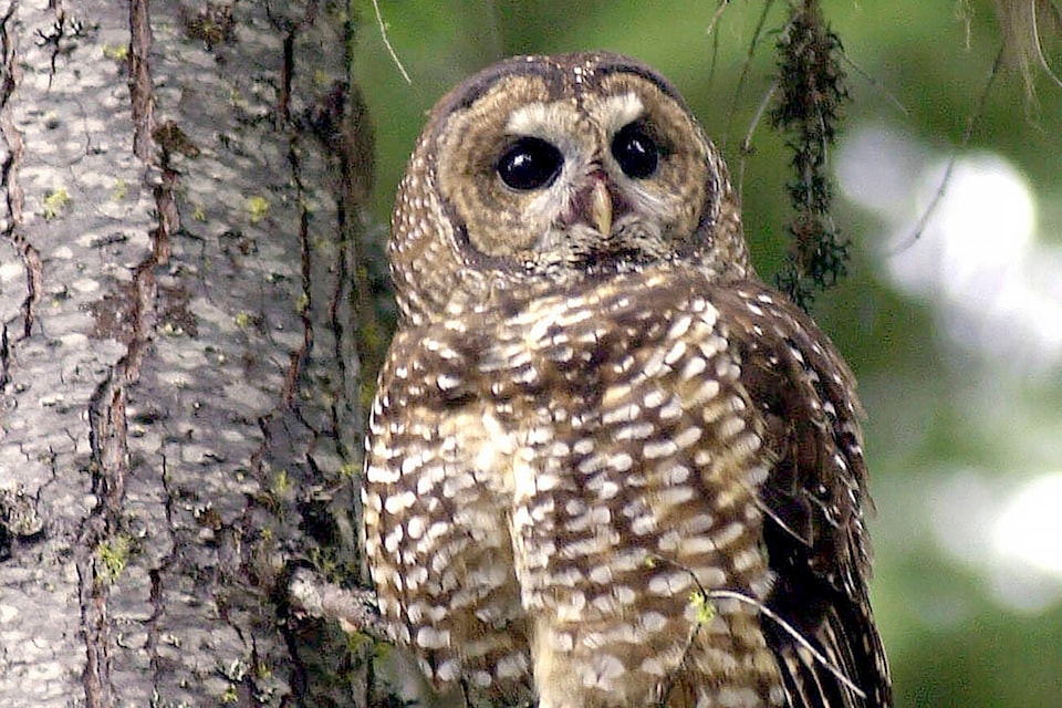 32032874_web1_TSR-Spotted-Owl-EDH-211110