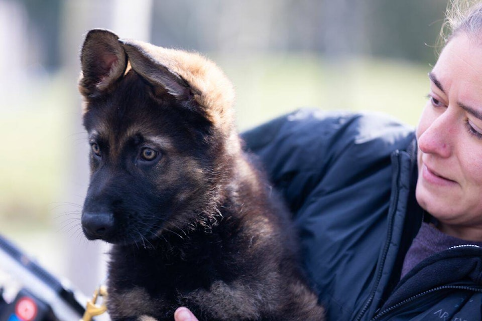 32060368_web1_230309-SUL-Namethepuppy-RCMP_5