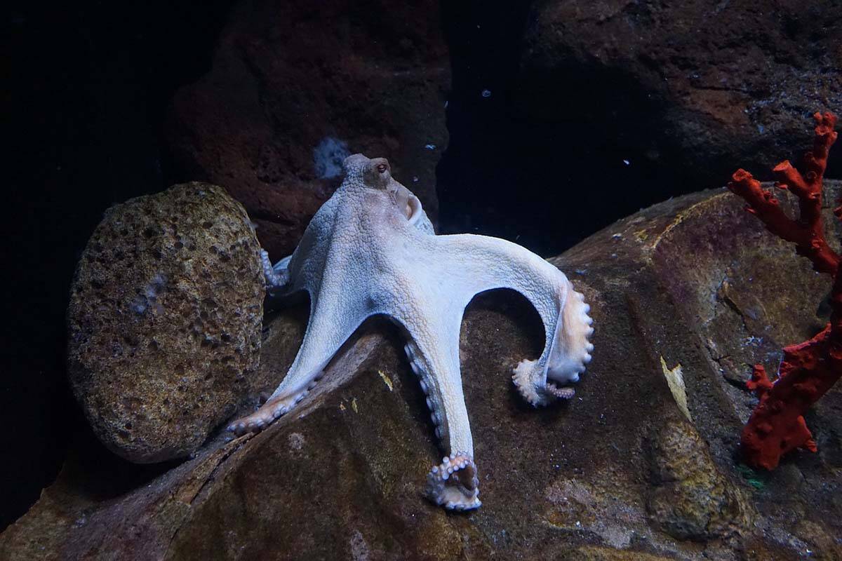 Some researchers believe mass farming octopuses could lead to issues with diseases, similar to what B.C. has seen with salmon production. (Credit: Pixabay)