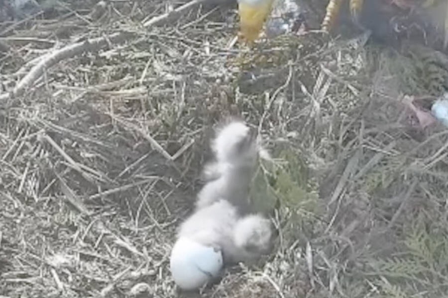 A second eaglet was hatched in the White Rock nest shortly before 6 a.m. on Tuesday, April 25. (Hancock Wildlife Foundation live cam/hancockwildlife.org)
