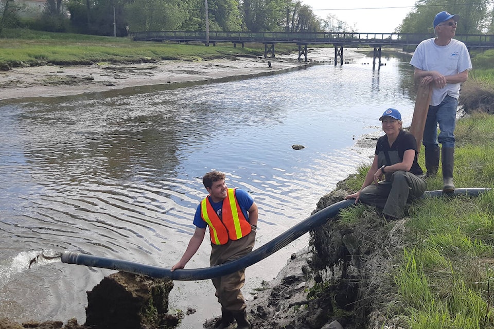 Semiahmoo Fish & Game Club volunteers released some 5,000 steelhead salmon into the estuary at the foot of Stayte Road last week. (Contributed photo)