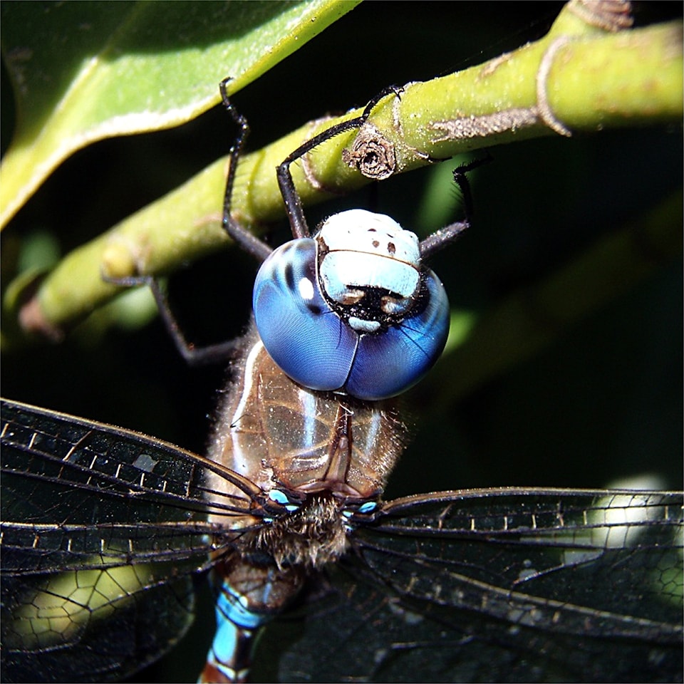 thumbnail_head_of_dragonfly_2