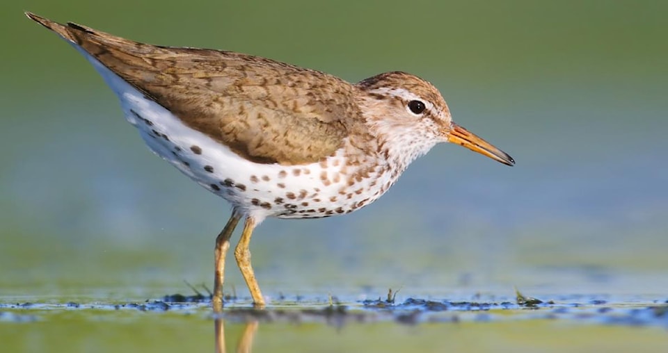 spotted-sandpiper-cornell-all-about-birds