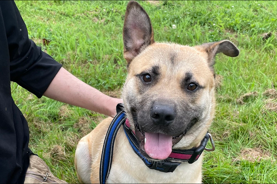 Cocoa smiles for the camera outside the Kitimat Humane Society after recovering from a severe leg injury that nearly led to amputation.