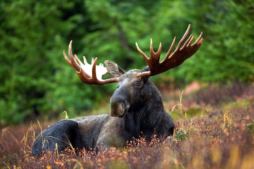 11834831_web1_copy_moose