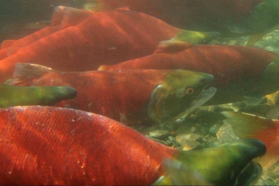 13015191_web1_SOCKEYE