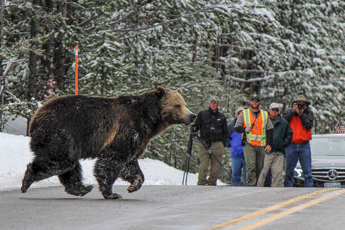 14854132_web1_Yellowstone-Bear-Photos