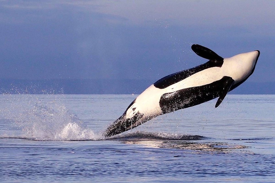 15011862_web1_190103-BPD-M-Killer-whale-orca