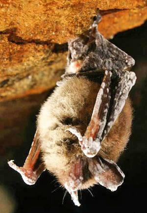 15463045_web1_Little-Brown-Bat-with-White-nose-syndrome--Alan-Hicks--New-York-State-Department-of-Environmental-Conservation