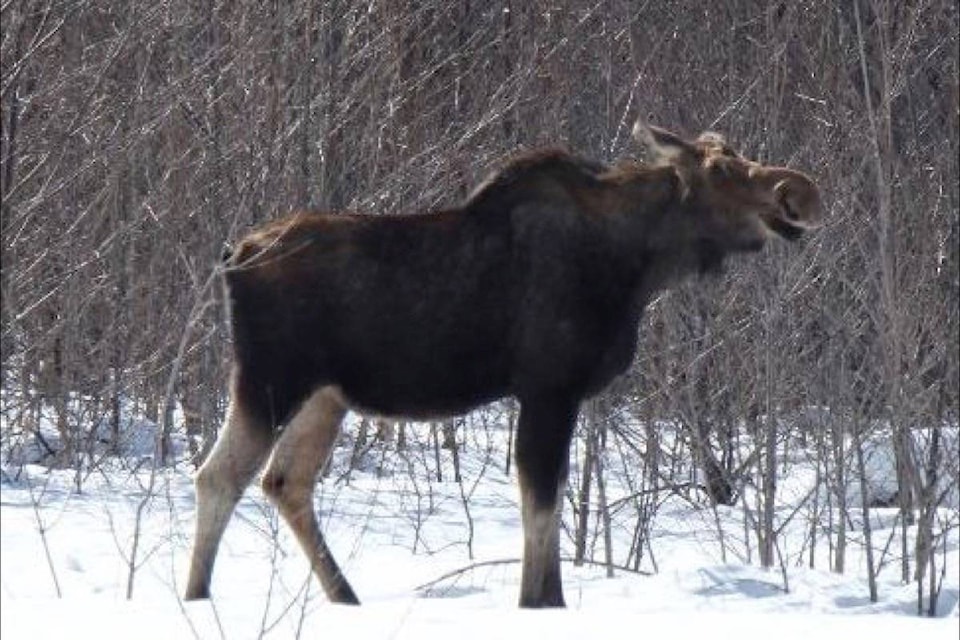 16182160_web1_190329-BPD-M-PembertonWildlifeAssociation_Moose_Fatality